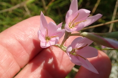 Hesperantha baurii