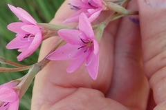 Hesperantha baurii