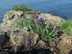 Oxytropis ruthenica