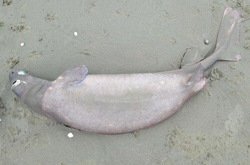 Black shark (Dalatias licha) — Dalatiidae