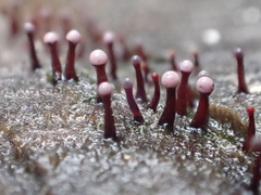 Ascocoryne trichophora