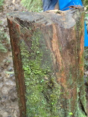 Ascocoryne trichophora