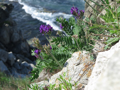 Oxytropis ruthenica