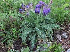 Oxytropis ruthenica