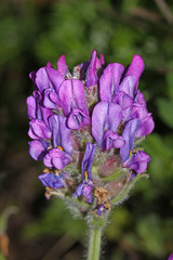 Oxytropis ruthenica