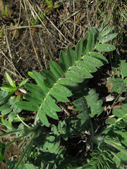 Oxytropis ruthenica
