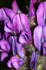Oxytropis ruthenica