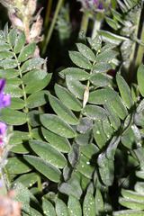 Oxytropis ruthenica