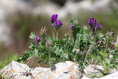 Oxytropis ruthenica