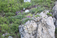 Oxytropis ruthenica