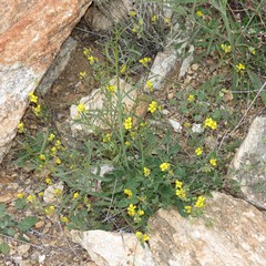 Physaria gordonii