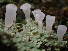 Phyllobaeis imbricata