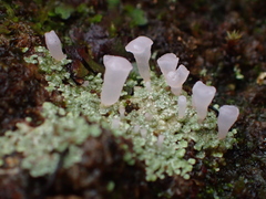 Phyllobaeis imbricata