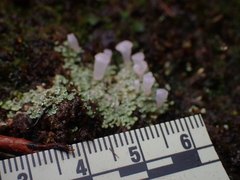 Phyllobaeis imbricata