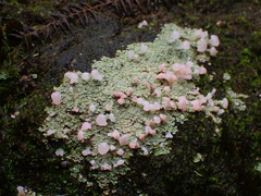 Phyllobaeis imbricata