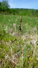 Carex rariflora