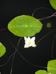 Nymphaea tetragona