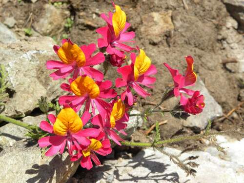 Image of Bright Pink Chilean Butterfly Flower (Schizanthus grahamii) by (c) Cesar Ormazabal, some rights reserved (CC BY)