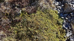 Kelleria villosa villosa