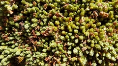 Kelleria villosa villosa