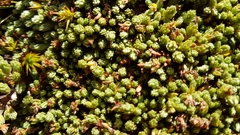 Kelleria villosa villosa