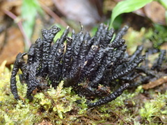 Xylaria fissilis