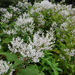 Indian Knotweed - Photo (c) John Barkla, some rights reserved (CC BY), uploaded by John Barkla