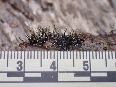 Stromatographium stromaticum
