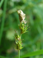 Carex pallida