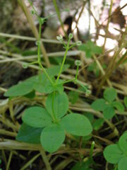 Galium kamtschaticum