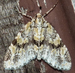 Cladara limitaria