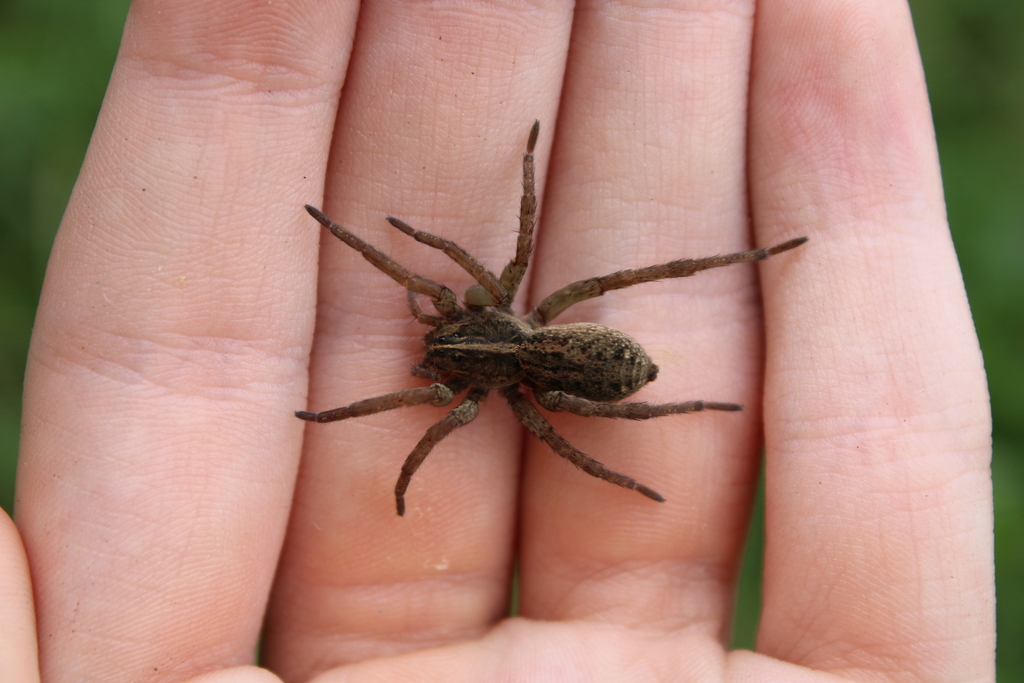 Wetland Giant Wolf Spider in September 2023 by Matthew Lindsey ...