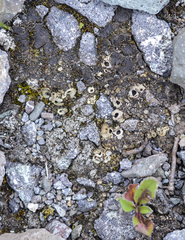 Peltigeraceae