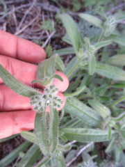 Phacelia pedicellata
