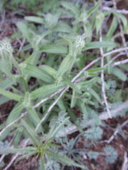 Phacelia pedicellata