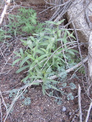 Phacelia pedicellata