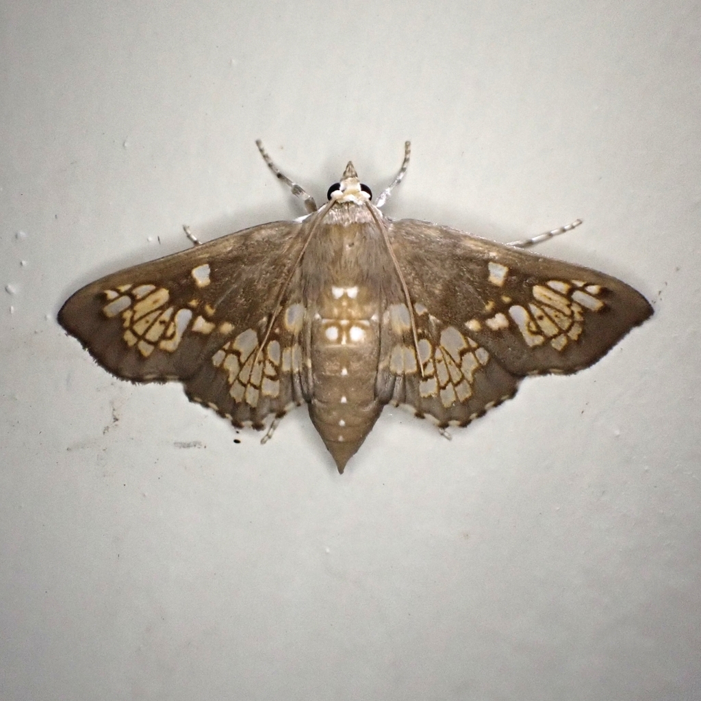 Megastes spilosoma