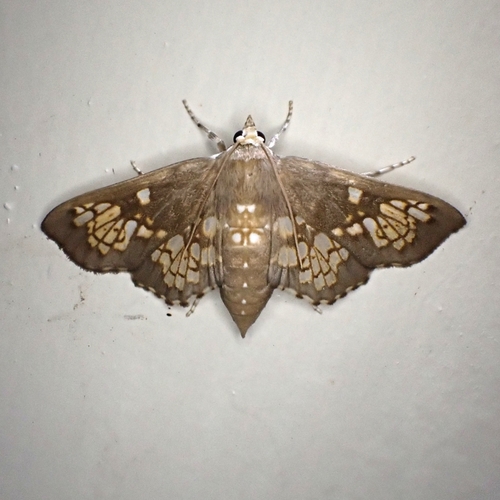 Megastes spilosoma