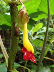 Glossoloma tetragonoides