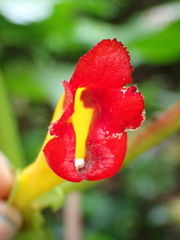 Glossoloma tetragonoides