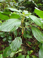 Glossoloma tetragonoides