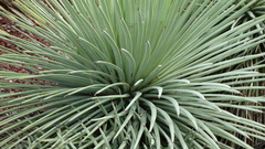 Agave stricta