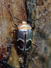Iphiclus ecuadorensis