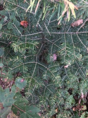 Abies balsamea image