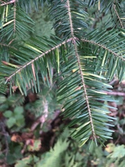 Abies balsamea image