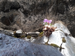 Primula hirsuta