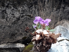 Primula hirsuta