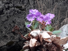 Primula hirsuta