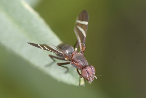 Tritoxa decipiens