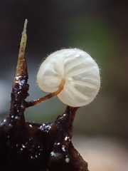 Gloiocephala